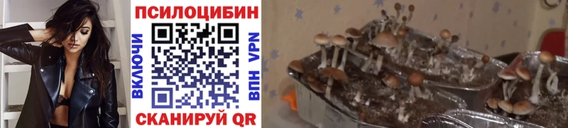 Псилоцибиновые грибы Psilocybe  где можно купить наркотик  Топки 